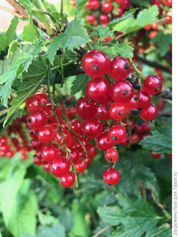 красная смородина