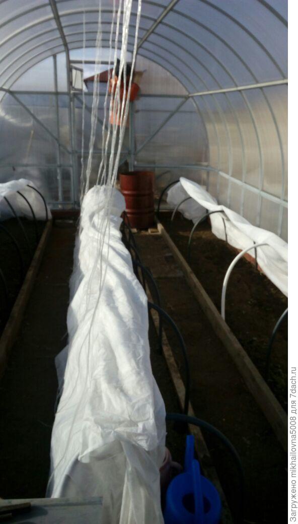 моя тепличка, любимая :)