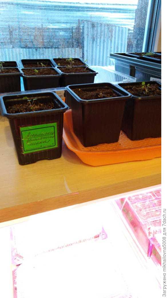 Альпийская земляника