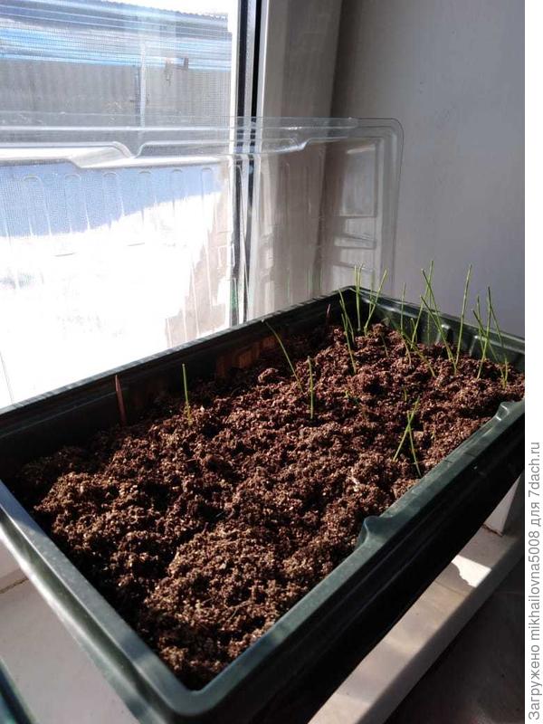 где пусто, там был посажен Глобо