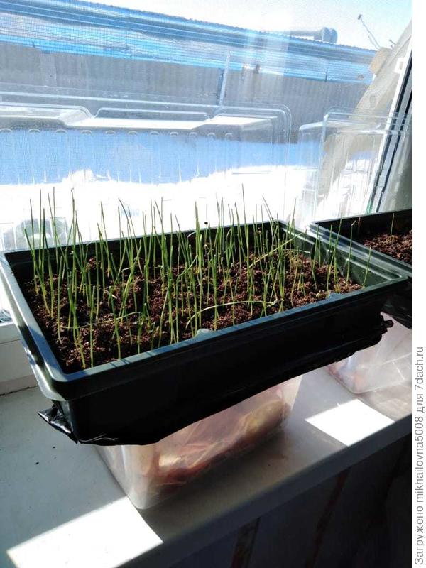 подстриженный лучок Эксибишен