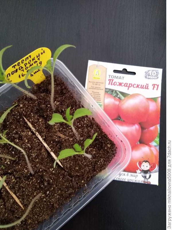 Первые листики настоящие