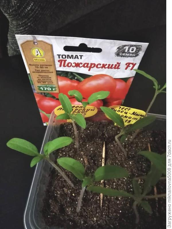 У всех росточков первый настоящий лист