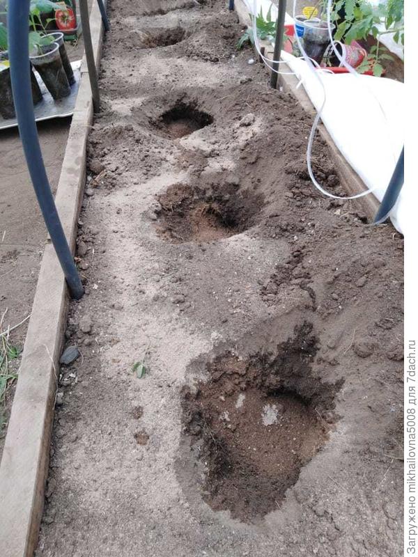 Лунки для рассады огурцов