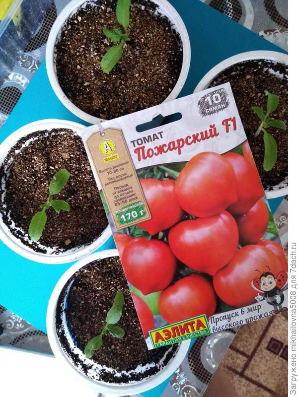 После пикировки