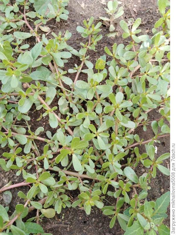 Прям по земле плетется