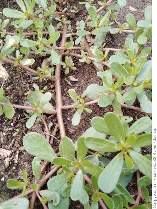 вот такая трава