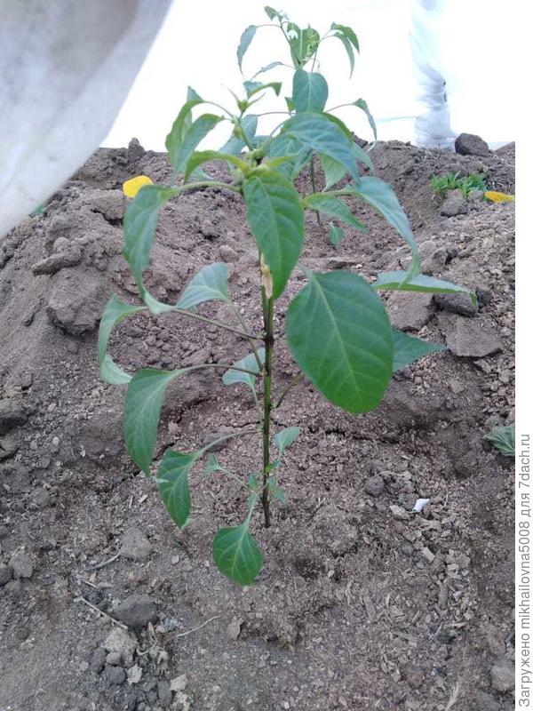 Пересажен в открытый грунт