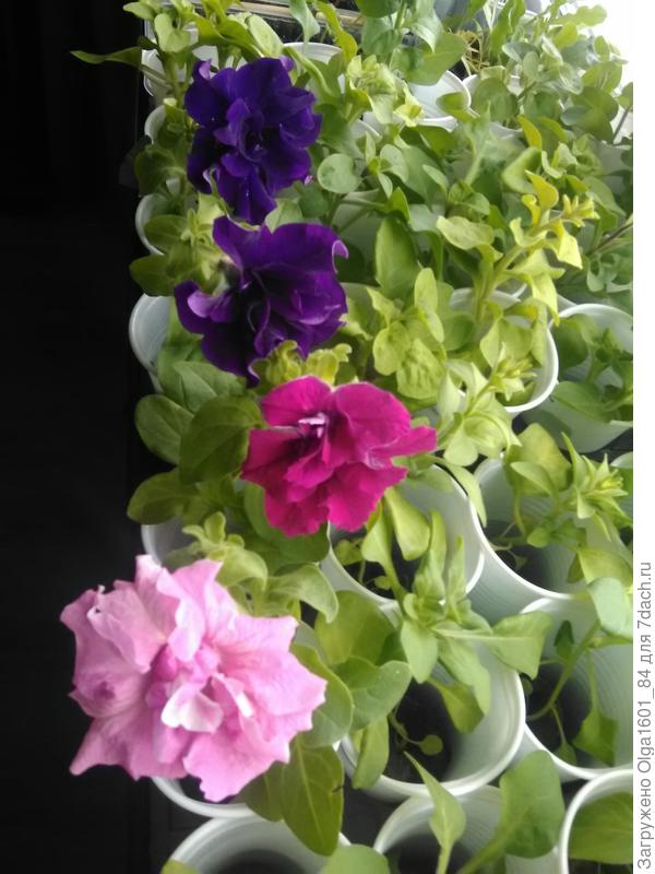 Рассада петуний