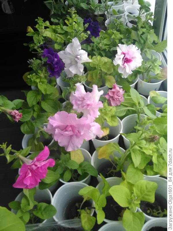 Рассада петуний