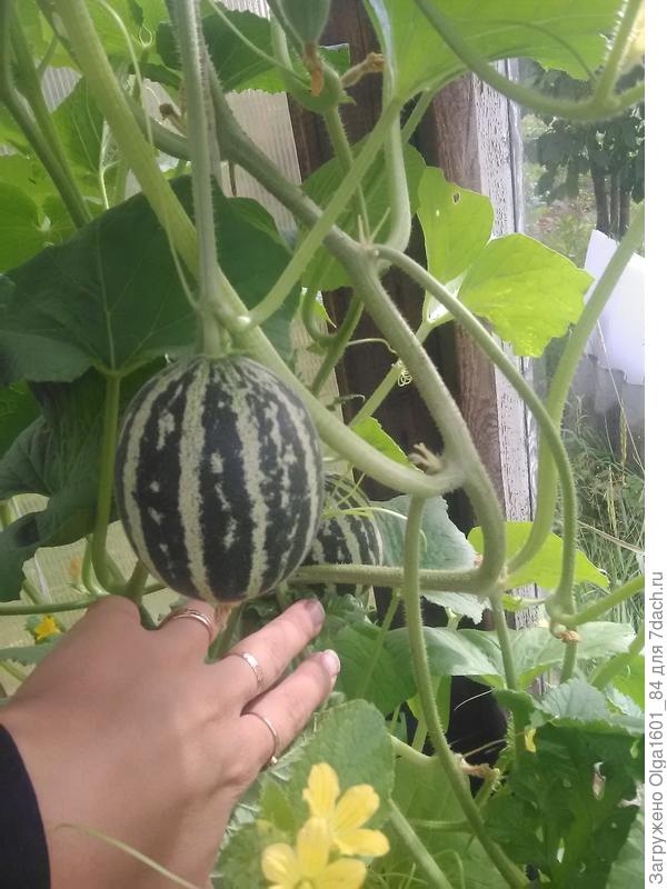 Дыня от Садов России