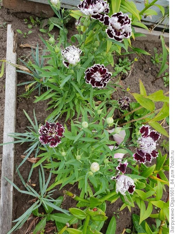 Гвоздика Цыганка от АЭЛИТЫ