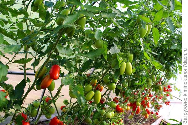 Такой 4-х метровый кусочек земли полностью обеспечил меня заготовками.