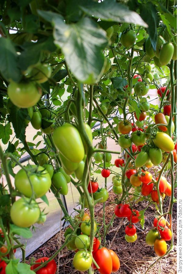 На фото  помидорчики Благовест (круглые). Никогда не подводит. А сливки - это Сэр Элиан.