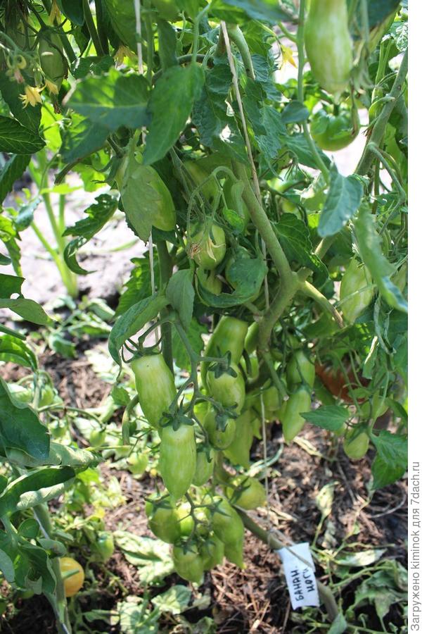 Бананки висят)