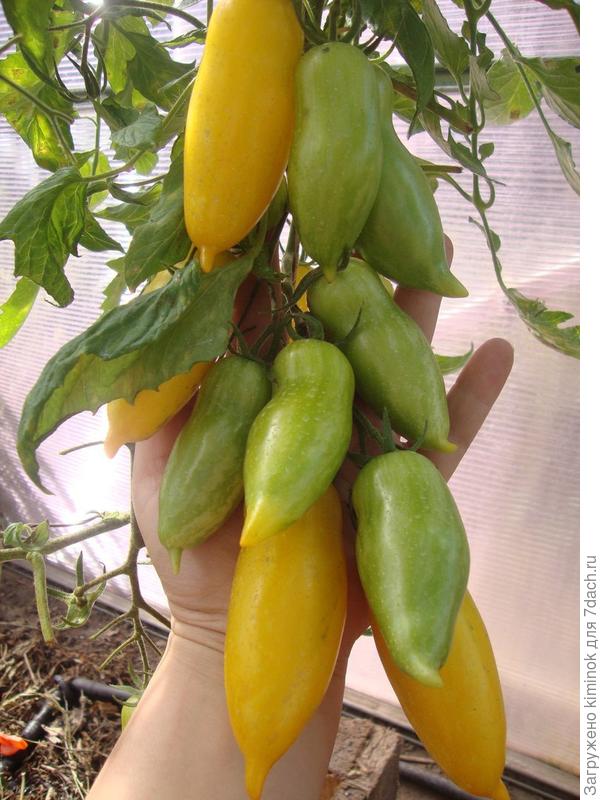 Кисточка из теплицы