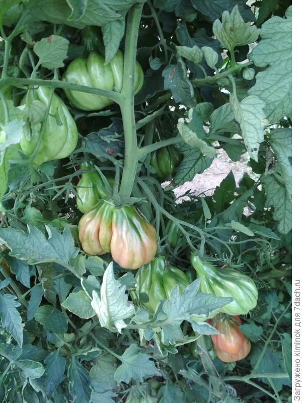 Еще есть масса  сортов таких ребристиков. А какие сажаете вы?