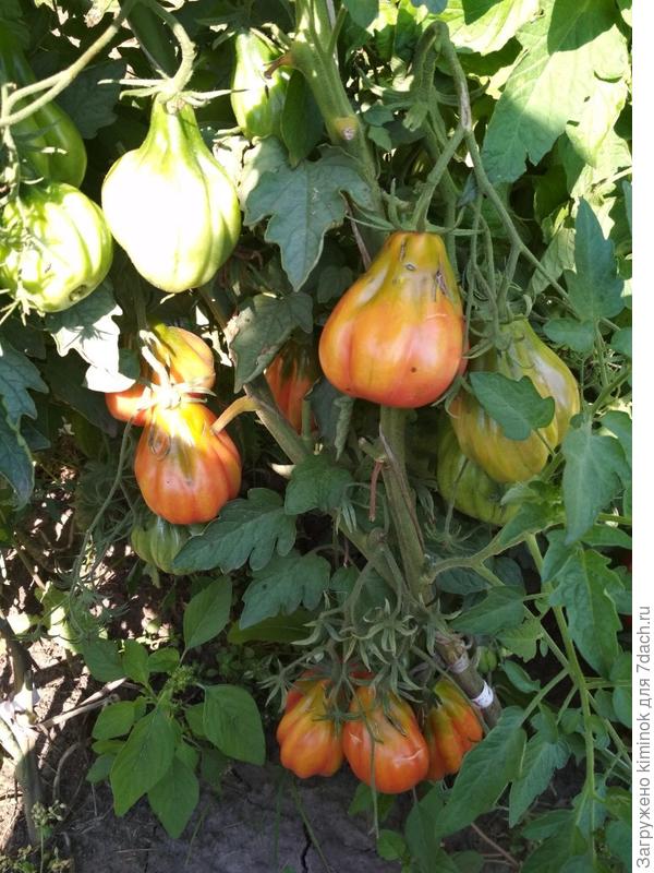 А это чудик пришел ко мне под названием Минусинский шарпей.