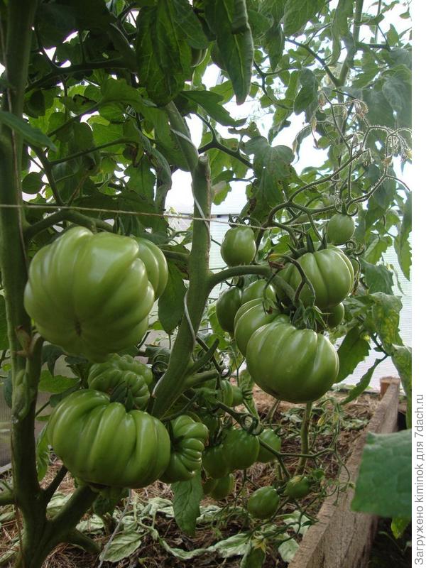 А это Грибное лукошко.