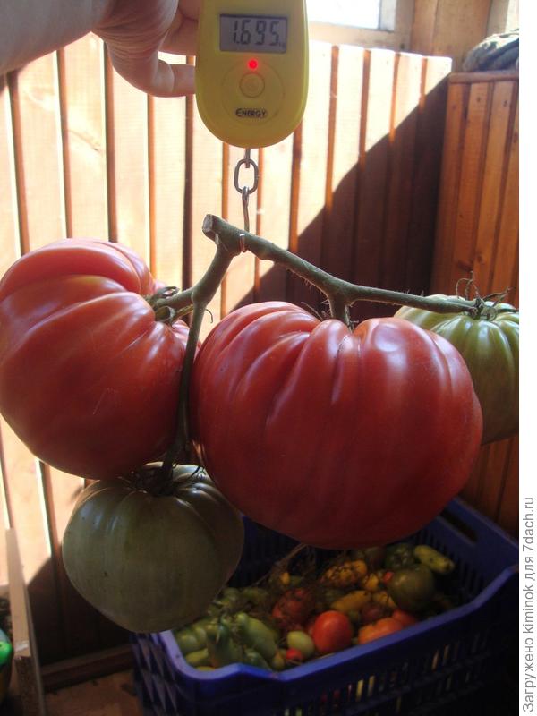 на фото томат Рим.