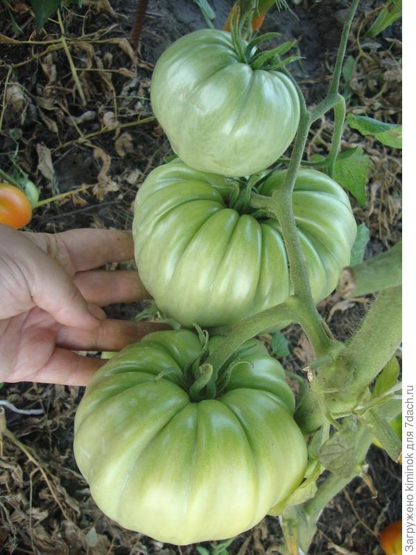 Крупный томат. Мощный куст. Салатного назначения. Вкусный. Но не лежит(((