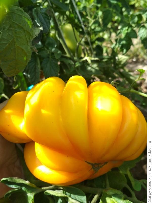 Она же, Флорентийская красавица. Ничего такая, яркая)))