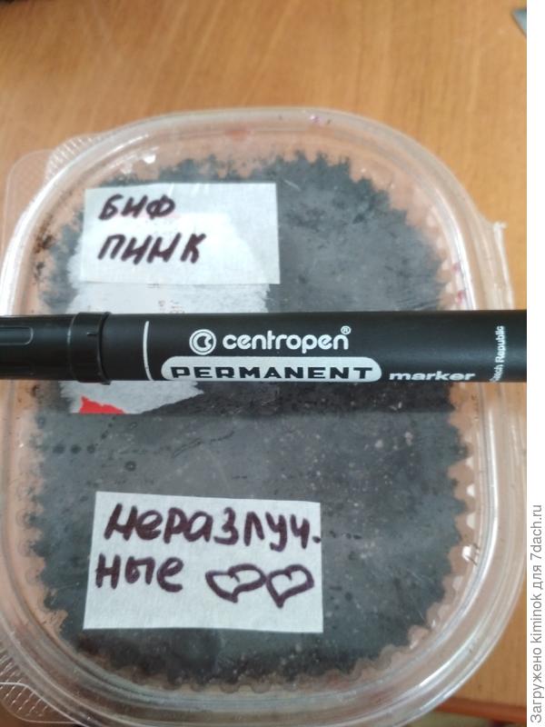 Посев по 6 штук. В грунт. Сухими. 24.02.2019.