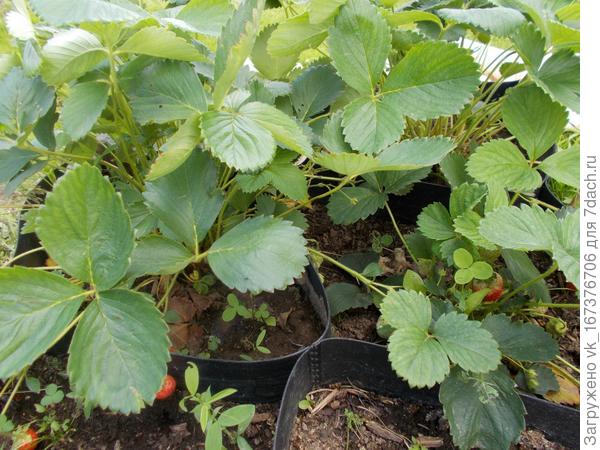 Ягодка любимая