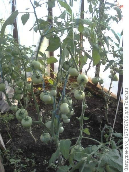 Помидорчик