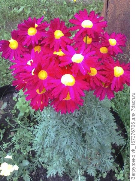 Пеиетрум розовый