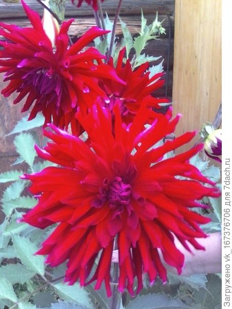 Георгинчик