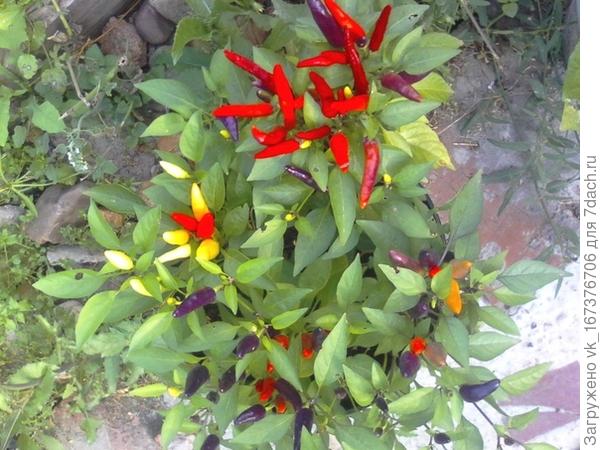 Персик огонёк