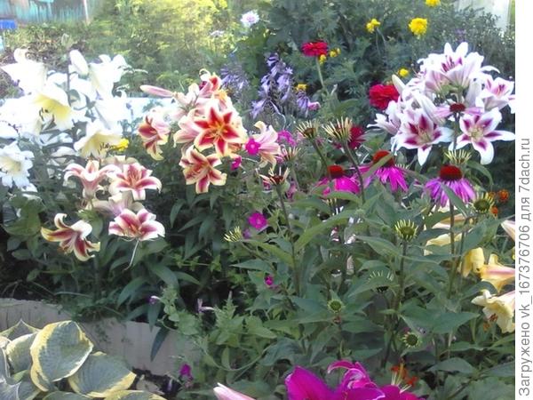 Клумба счастья