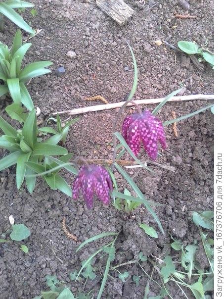 Рябчик шахматный