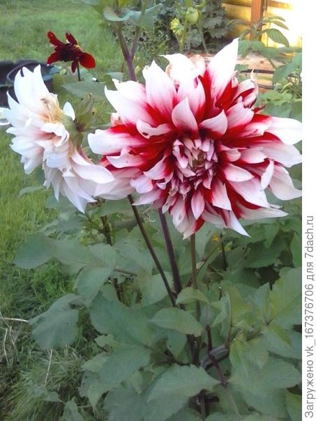 Весёлые ребята