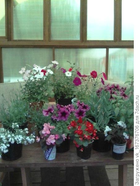 Весна рассада2018