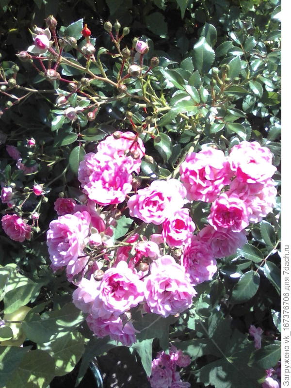 Роза почвопокровная