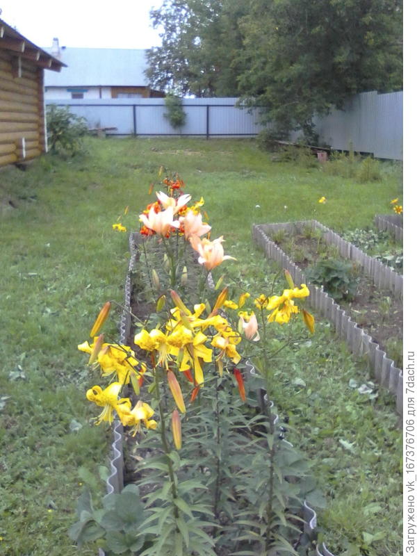 Посадки клубники и лилий 1 год