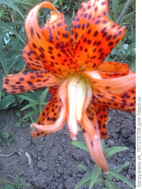 Посажена осенью2018 новинка на моём участке.