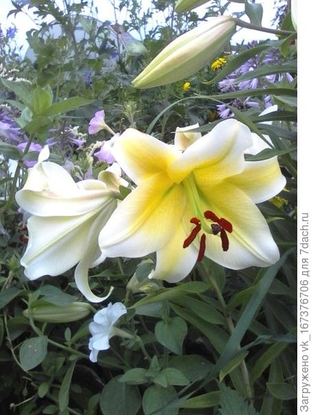 Лето - это самое прекрасное время года. Летом на своём участке отдыхаешь душой и телом . Для меня огород - это моё все