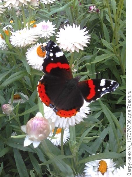 Бобочка на ромашке