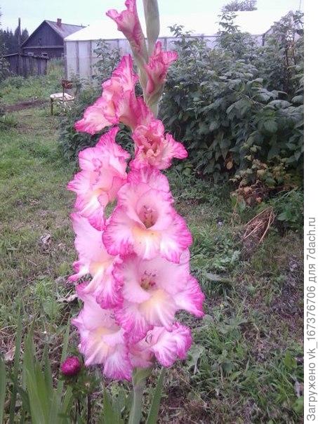 Гладиолусы