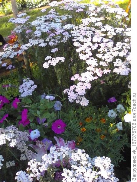 Тысячелистник