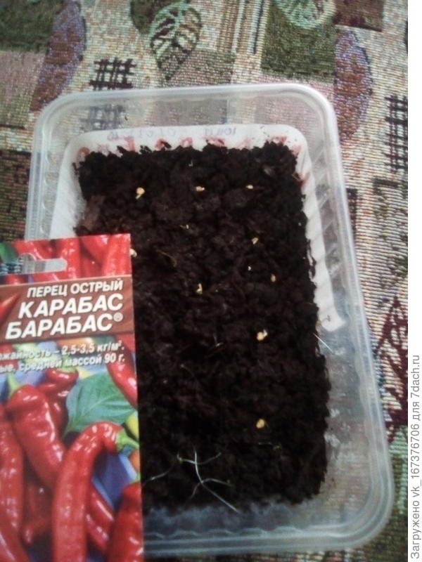 ура три штучки проснулись