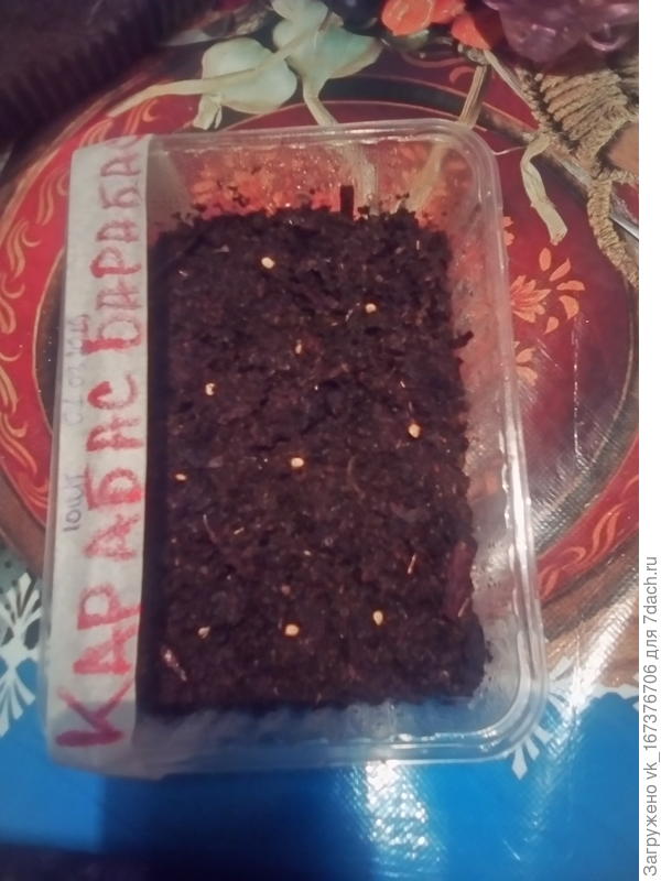 перчик посажен