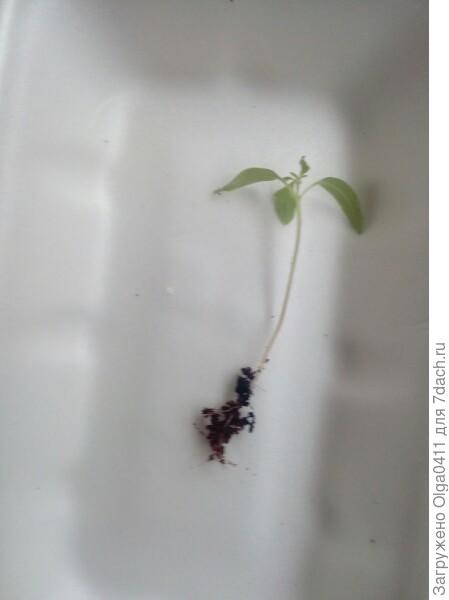 Отдельно взятый росточек.