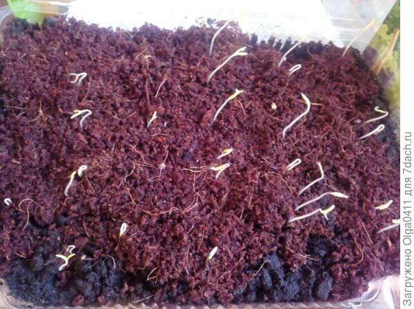 Посадила 6 семян. Три штуки взошли на 2 день, еще три на 4-5 день.