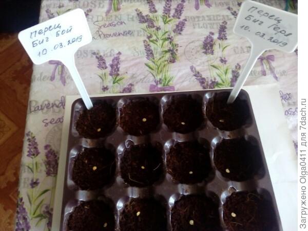 &amp;bull;	Посадка проведена 10 марта в кокосовый субстрат, т.к. он не обладает никакими патогенными микробами, обработка семян не требовалась.