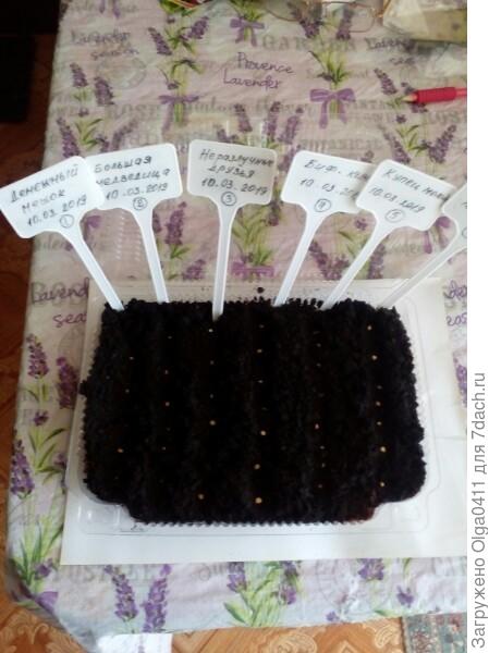 • Посадка проведена 10 марта в кокосовый субстрат, т.к. он не обладает никакими патогенными микробами, обработка семян не требовалась.