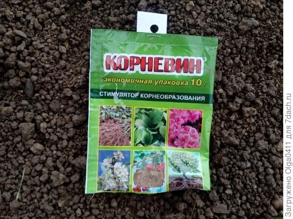 Корневин
